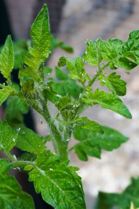 How To Keep Aphids Off Tomato Plants - 4 Simple Tips To Success