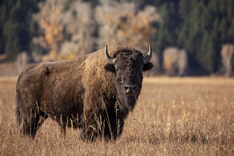 Are Bison Endangered? Conservation Status and Outlook