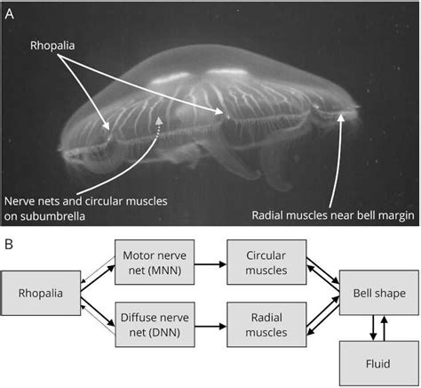 Do Jellyfish Have Brains ~ It's A No-Brainer