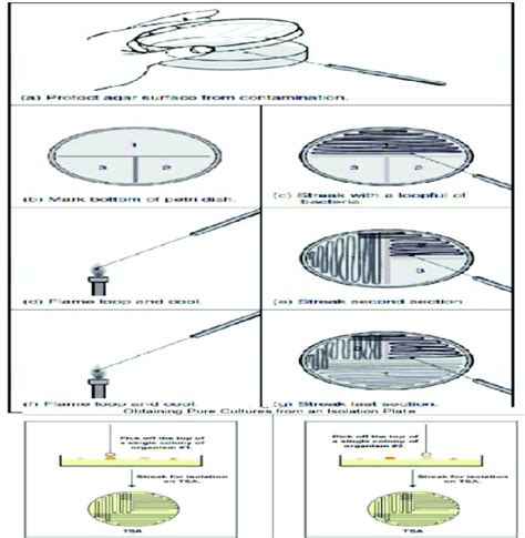 Method of Inoculation of Culture Media 5-1-2 Pour Plate Method ...