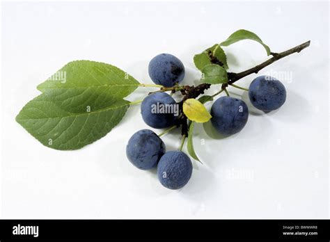 Bullace Plum, Damson Plum (Prunus domestica ssp. insititia, Prunus ...