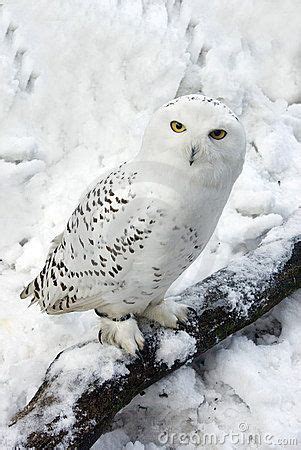 ♥ Snowy Owl in Snow - by Chris Moncrieff...this baby's camouflage is nature's gift ♥ Arctic ...