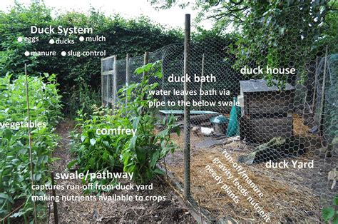 Ducks in a Permaculture system