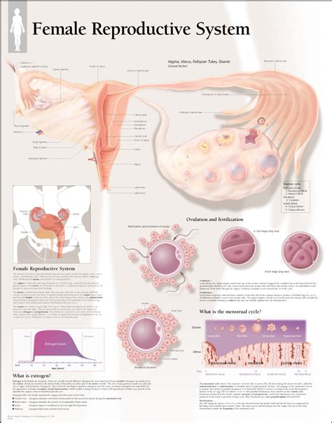 Female Reproductive System / Laminated - Scientific Publishing