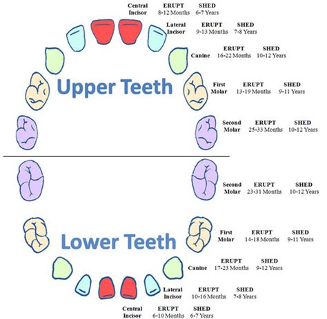 Primary Dentition | News | Dentagama