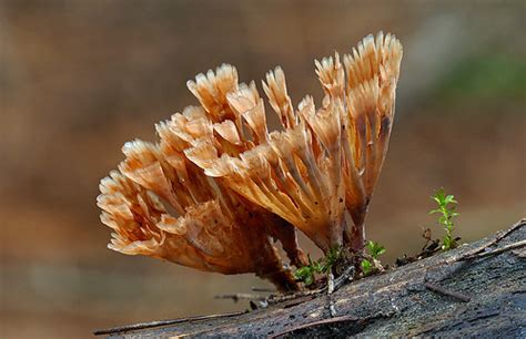 Wine Glass Fungus ( Podoscypha petalodes) | Podoscypha petal… | Flickr