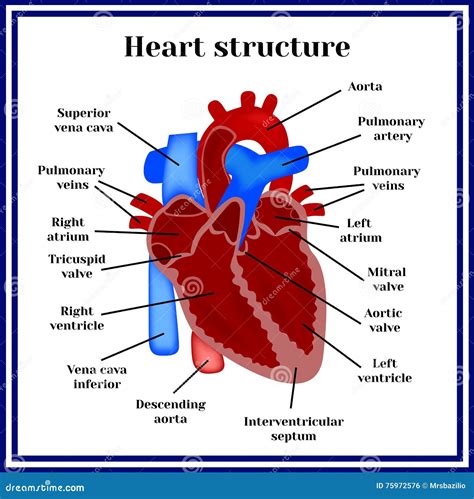 Heart Structure. Types Of Cardiac Arrhythmia. Vector Illustration ...