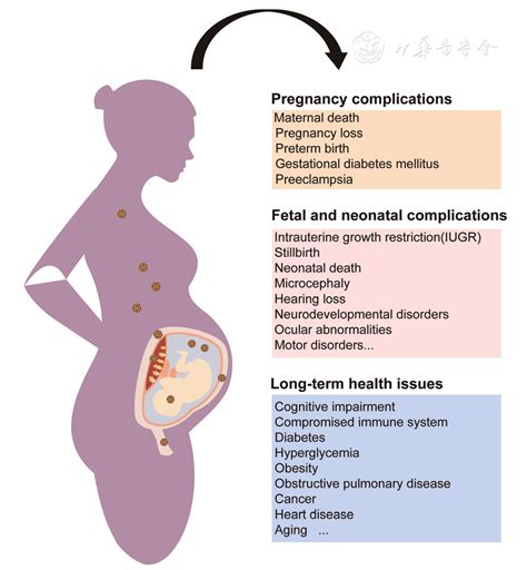 Viral Infections During Pregnancy: The Big Challenge Threatening ...