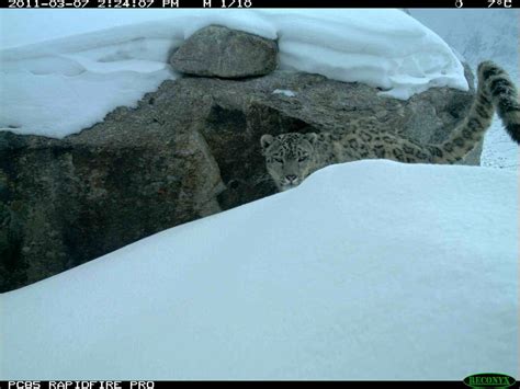 More snow leopards found in Afghanistan