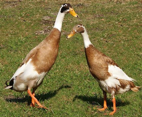 Indian Runner Ducks: Wonderful for Eggs and Insect Control