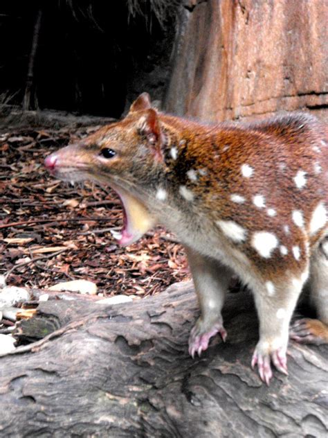 Spotted Quoll - marsupial predator | Animales salvajes, Marsupiales ...