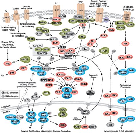 Cell Signaling Technology Pathways | CST