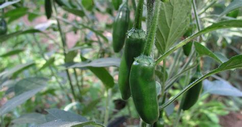 Chilli Pepper Planting