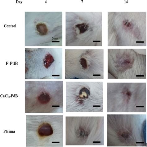 Representative images of wound healing from days 1-14. Subcutaneously ...