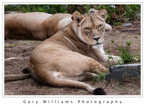 San Francisco Zoo | Gary Williams Photography - Part 2