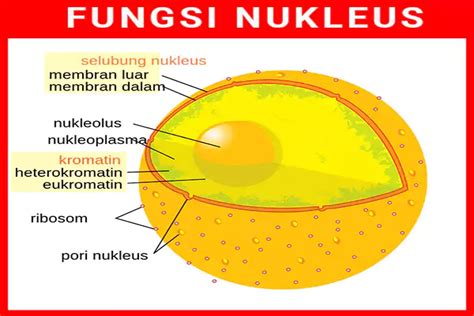 Top Inspirasi Pengertian Nukleus, Hewan Vertebrata