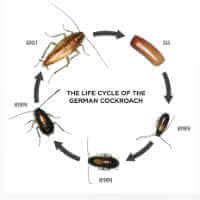 Roach Life Cycle