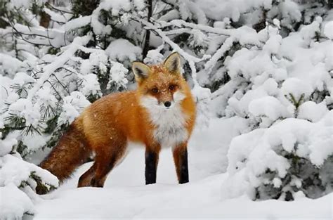 Winter Animal Pictures | Download Free Images on Unsplash