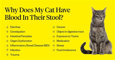 Cat Has Blood In Stool (Why & What To Do) | Dutch