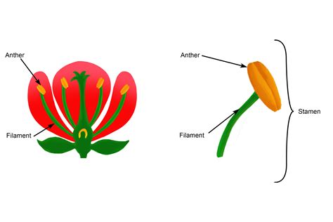 Beginning of detailed process of flower fertilization anther