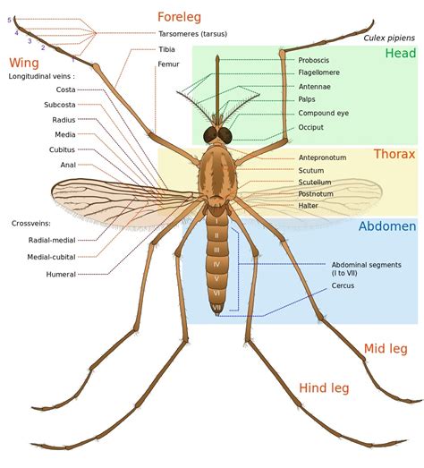 Culex pipiens (northern house mosquito) (terms and translations) || Комар обыкновенный (термины ...