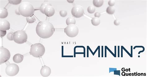 Laminin Protein Molecule