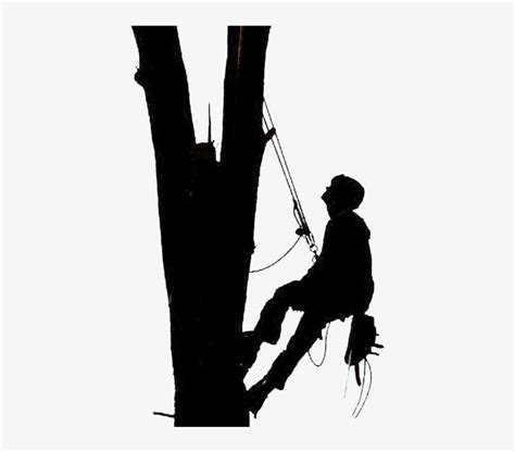 Tree Removal - Tree Climber Silhouette Transparent PNG - 428x639 - Free ...