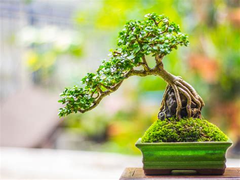 12 Spectacular Bonsai Styles, Shapes & Forms For Your Home Décor ...