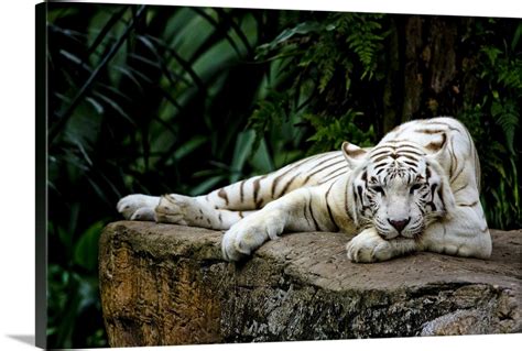 White Tiger Laying Down Wall Art, Canvas Prints, Framed Prints, Wall ...