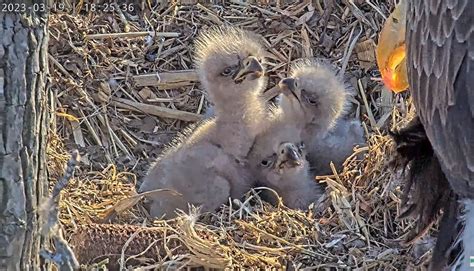 one activenews: 3rd baby bald eagle hatches in northern Virginia ...