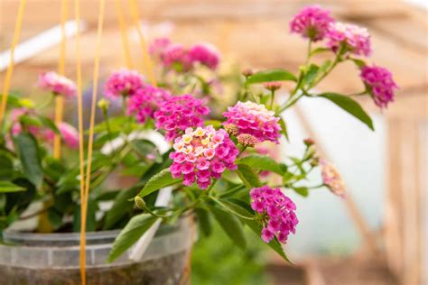 Lantana Seeds: Grow Your Own Beautiful, Flowering Shrub! - A-Z Animals