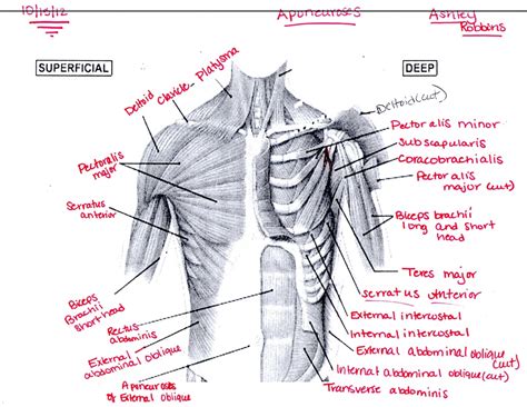 Chest Muscles - Ashley's Anatomy Website