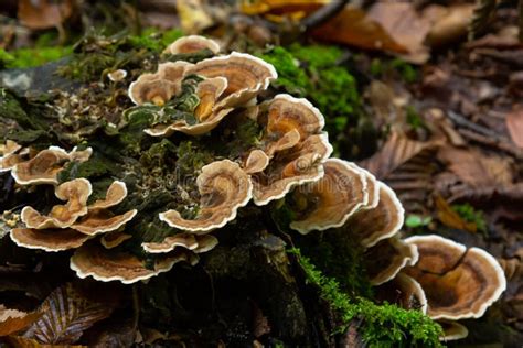 Anise Mazegill, a Brown Rot Fungus, Gloeophyllum Odoratum Stock Image ...