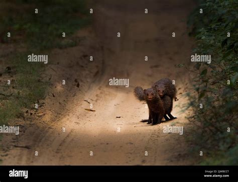 Wildlife in Sri Lanka Stock Photo - Alamy