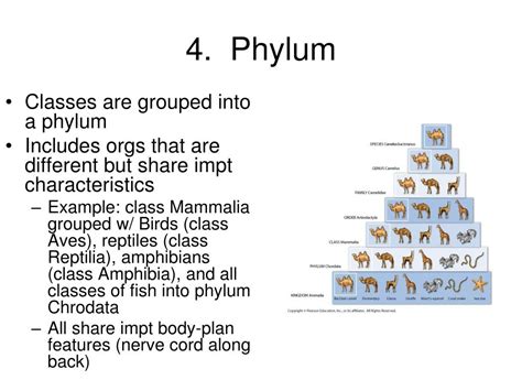 Phylum Classification