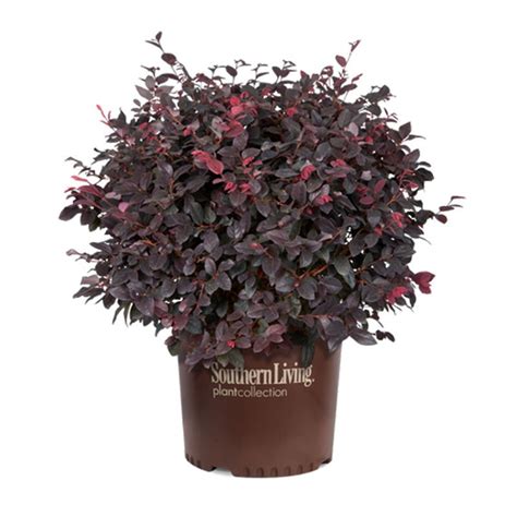 Red Diamond Loropetalum | PlantAddicts.com