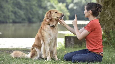 How To Teach A Quiet Dog To Speak | vlr.eng.br