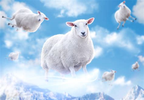 2,000+ Flying Sheep Stock Photos, Pictures & Royalty-Free Images - iStock