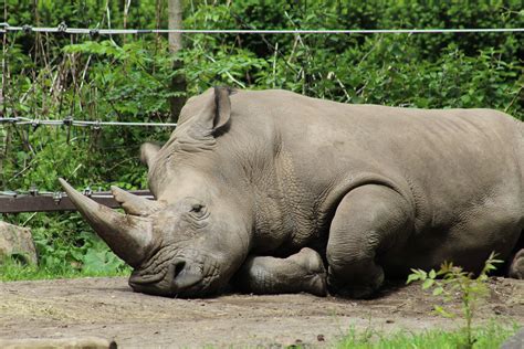 Southern White Rhinoceros - ZooChat