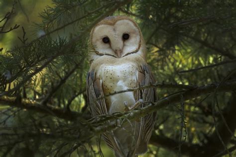 animals forest owl birds Wallpapers HD / Desktop and Mobile Backgrounds