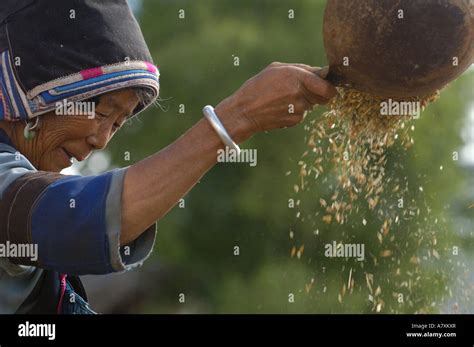 Woman winnowing wheat hi-res stock photography and images - Alamy