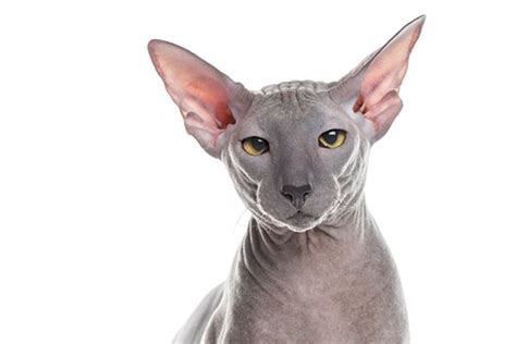 The Peterbald Cat — 11 Facts You Need to Know About This Breed