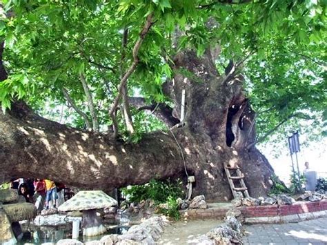 The Crying Tree - Picture of Aglayan Cinar, Bursa - Tripadvisor