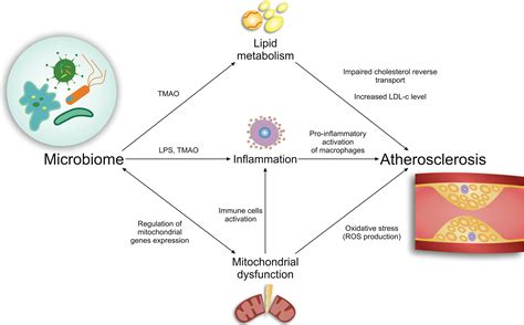 Frontiers | A Novel Insight at Atherogenesis: The Role of Microbiome