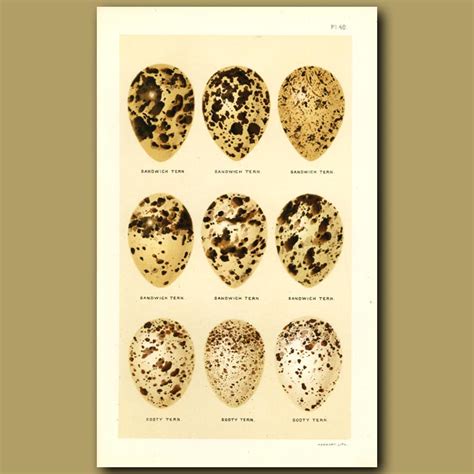 Sandwich And Sooty Tern Eggs. Genuine antique print for sale.