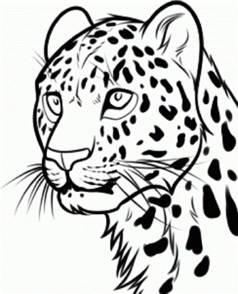 Snow leopard drawing – Artofit