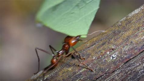 What Do Ants Do With the Leaves They Carry Around? | Mental Floss