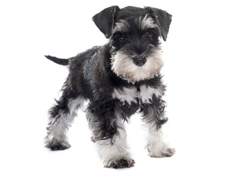 Toy Schnauzer Breeders In Florida | Wow Blog