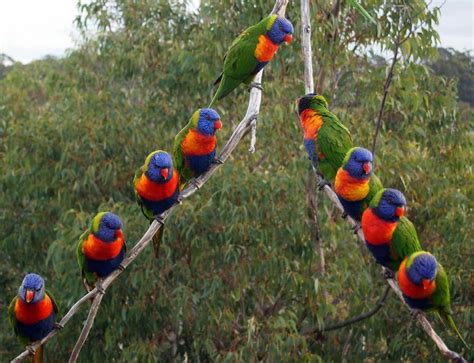 Rainbow Lorikeet Australian Parotts - Australia Photo (32220353) - Fanpop