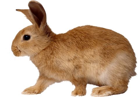 blonde rabbit walking from side PNG Image - PurePNG | Free transparent ...